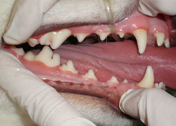  Так должны выглядеть здоровые зубы и десны у собаки
