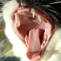 Здоровые зубы и десны у кошки