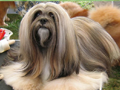 lhass apso