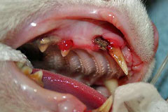 Инфекция вызвала образование абсцессов и разрушение корней зубов у кошки