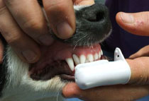 Регулярная чистка зубов - основа профилактики образования зубного налета и зубного камня