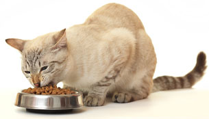 Перевод кошек с сухого корма на натуральную пищу представляет гораздо больше сложностей, чем с собакой