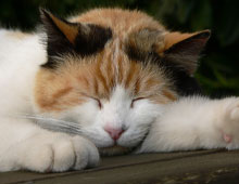 Кошка, которая больше спит в течение дня, может быть более беспокойной и активной ночью