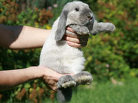 Ручного кролика берут просто на руки как кошку, обязательно поддерживая снизу