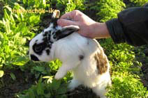 Кроликов надо осторожно поднимать за загривок: здесь кожа свободно отстает от тела, и это не причинит животному боли