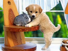 Кролики очень хорошо уживаются с другими домашними животными