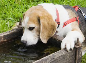 Обеспечьте животному постоянный доступ в чистой воде, если вы за городом