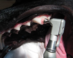 Снятие зубного камня у собаки ультразвуком